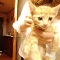 かわいい子ネコ