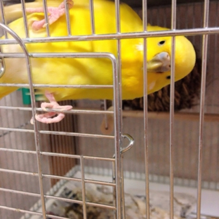黄色いセキセイインコ