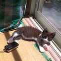 可愛い雌猫子猫です。白黒ちゃんです。