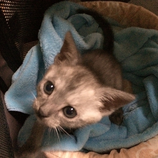 生後2ヶ月半弱の猫ちゃん