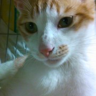 甘えん坊★おでん