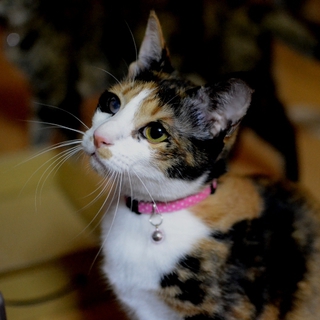 甘えん坊の三毛猫美人
