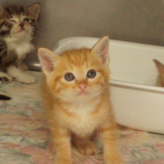 多くの仔猫がセンターに収容されています。