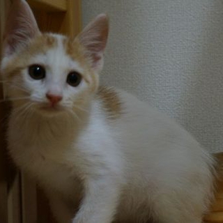 保健所から保護　白茶のナール君　２ヶ月
