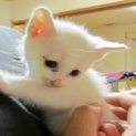 真っ白い子猫の里親募集中