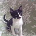 元気な二ヶ月の子猫です！