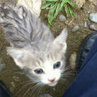 捨て猫１０匹です