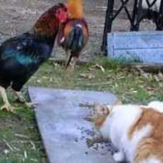 ぺろぺろ猫
