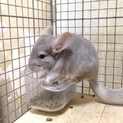 チンチラのオス 