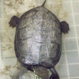 銭カメ里親募集