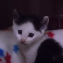 前髪風ハチワレ子猫２ヶ月キジ柄