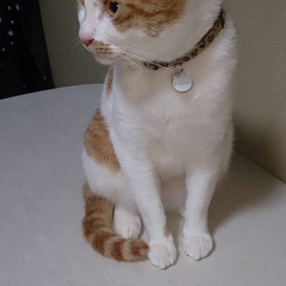 福岡より、里親様探しています！