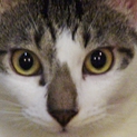おとぼけ顔の白キジ猫みるくくん里親さん募集！