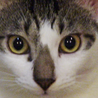 おとぼけ顔の白キジ猫みるくくん里親さん募集！