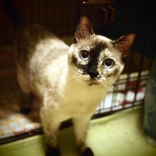 アビ風シャム風多頭遺棄9匹のもめんちゃん