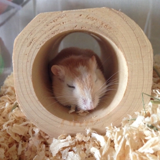 スナネズミ里親募集。