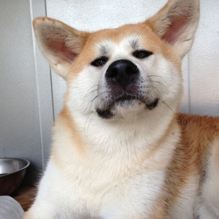 純血秋田犬（１歳、メス）