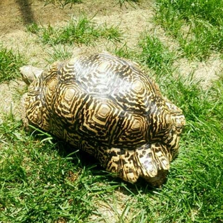 ヒョウモンリクガメの里親を募集しております。