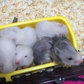ゴールデンハムスターの赤ちゃん