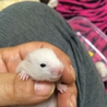 ゴールデンハムスターの赤ちゃん サムネイル3