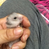 ゴールデンハムスターの赤ちゃん サムネイル2