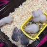 ゴールデンハムスターの赤ちゃん サムネイル4