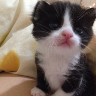 生後1.5〜2ヶ月  黒白ハチワレ君