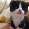 生後1.5〜2ヶ月  黒白ハチワレ君 サムネイル1
