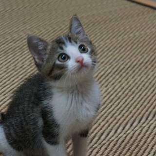 保健所から保護　キジ白元気な♂モール君