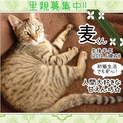 イケにゃん（笑）麦坊の里親さま大募集☆