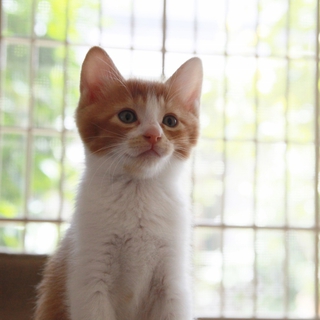 処分依頼で持ち込まれた仔猫さん。。。