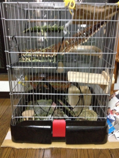 決定しました！ありがとうございました。 サムネイル2