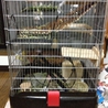 決定しました！ありがとうございました。 サムネイル2