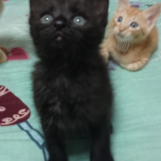 甘えんぼ黒ネコちゃん里親さん募集