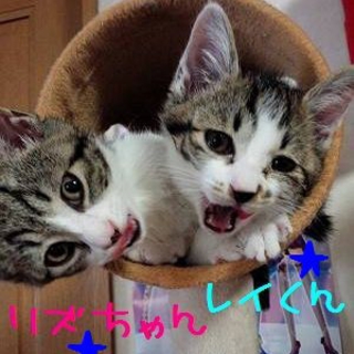 アメショ風！　リズ　＆　レイ　兄弟