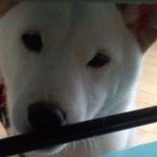 犬にも人にも愛嬌のいい犬です!!