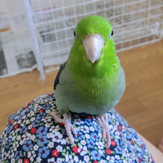 マメルリハインコの男の子です