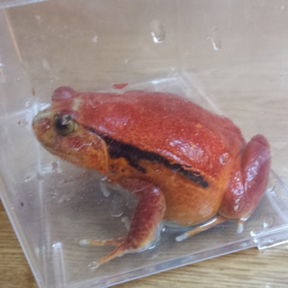 サビトマトガエル里親募集