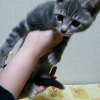 慣れています。