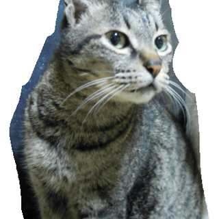 里親募集