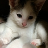 ささちゃんです サムネイル2