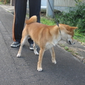 血統優良の赤柴です