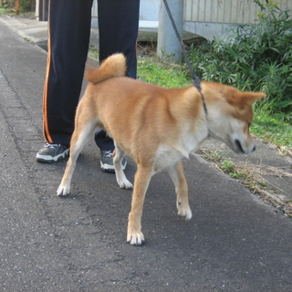 血統優良の赤柴です