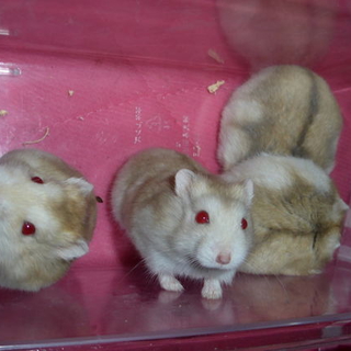 ジャンガリアン・ルチノー