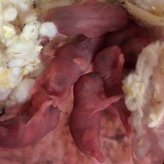 ハムスター 里親募集☆