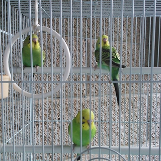 [募集終了]セキセイインコ幼鳥３羽の里親募集