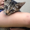 人懐こくて可愛いキジ猫の女の子です サムネイル2