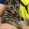 人懐こくて可愛いキジ猫の女の子です