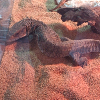 サバンナモニター里親