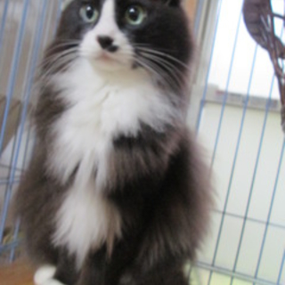 飼い主病気のため新しい家族を募集中です（長毛兄弟）